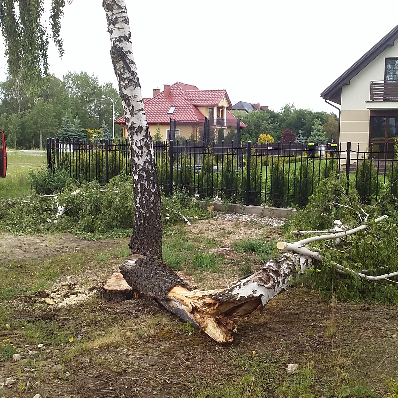 powalone drzewo_ul. Geodetów